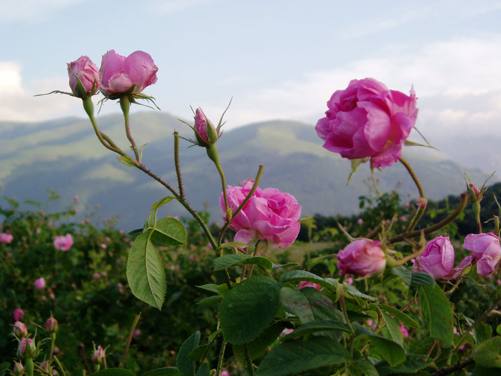 Долина с ароматом розы