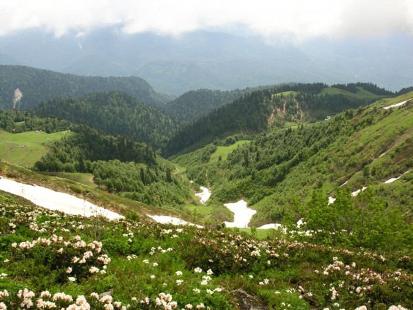 mountain-valley-blossoming